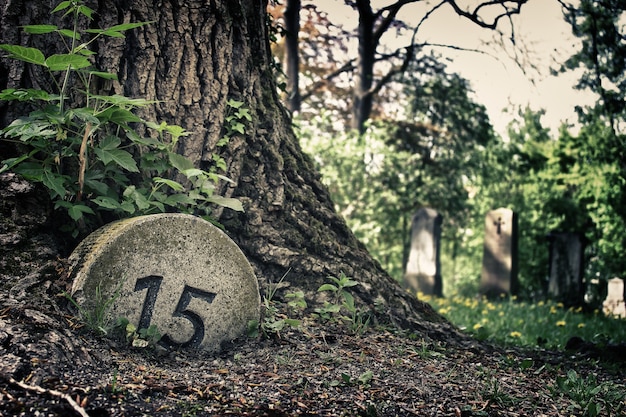 Miskant Memory Idealny Do Ogrodu i Krajobrazu