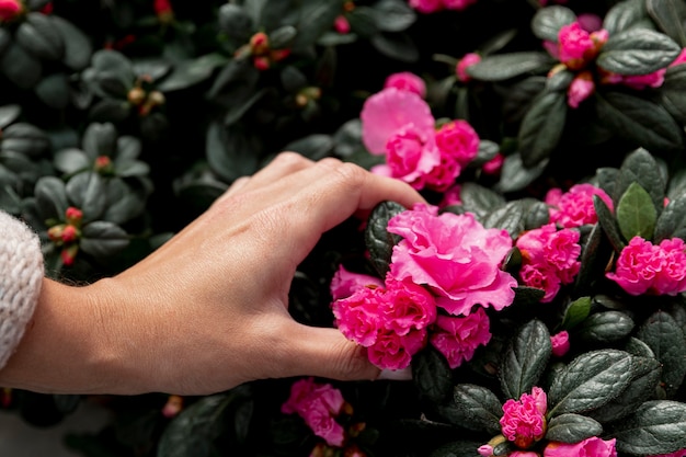 Rododendron na pniu efektywna uprawa i pielęgnacja