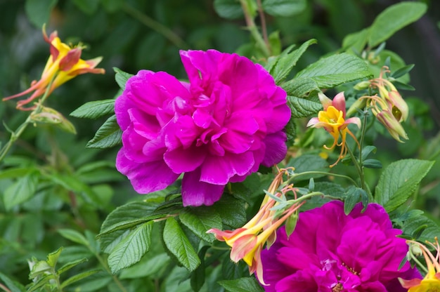 Petunia ogrodowa sprawdzone sposoby na bujny wzrost