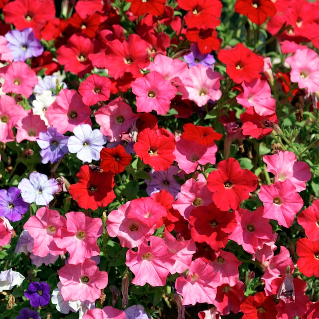 Supertunia Vista Strawberry najlepszy wybór do ogrodu