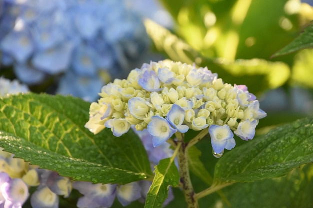 Hortensja Little Lime – pielęgnacja i uprawa krok po kroku