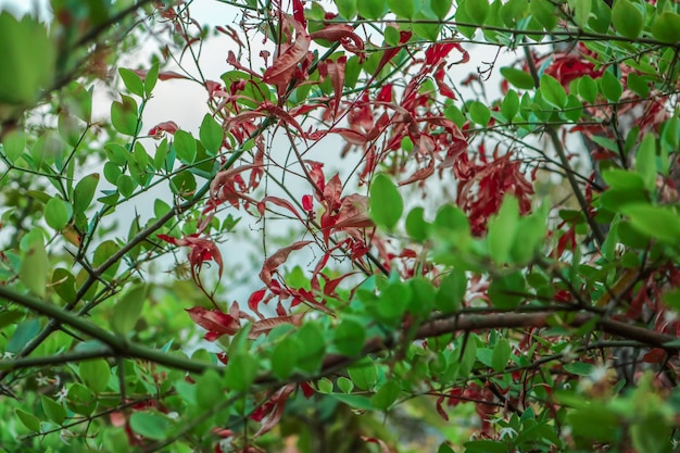 Wiśnia umbraculifera – piękno i zalety drzewa ozdobnego