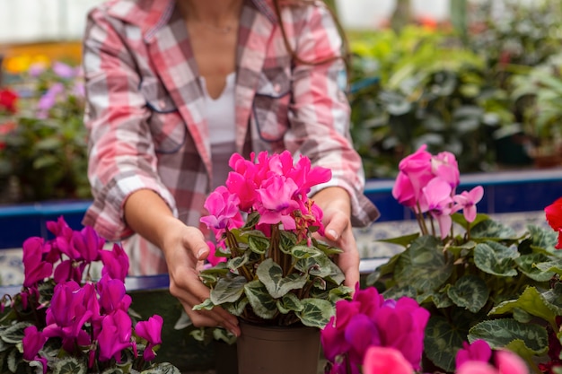 Pelargonia bluszczolistna efektywna pielęgnacja i uprawa